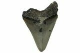 Serrated, Juvenile Megalodon Tooth - North Carolina #351196-1